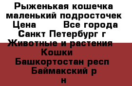 Рыженькая кошечка маленький подросточек › Цена ­ 10 - Все города, Санкт-Петербург г. Животные и растения » Кошки   . Башкортостан респ.,Баймакский р-н